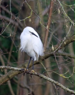 A recent visitor to the landings
