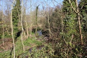 Woodland 1